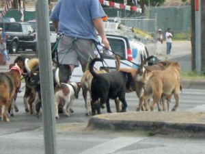 Man Walking Dogs - The Cost of Keeping A Pet Healthy