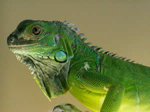 Pet Iguanas