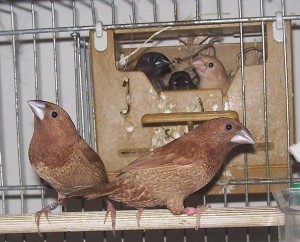 Pet Birds - Society Finches