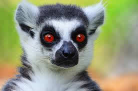 Taking Care Of Pet Lemurs At Home