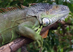 Giant Green Iguana