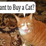 Want to Buy a Cat?