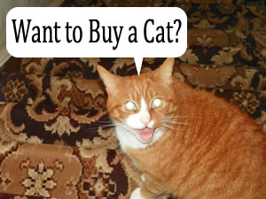Want to Buy a Cat?